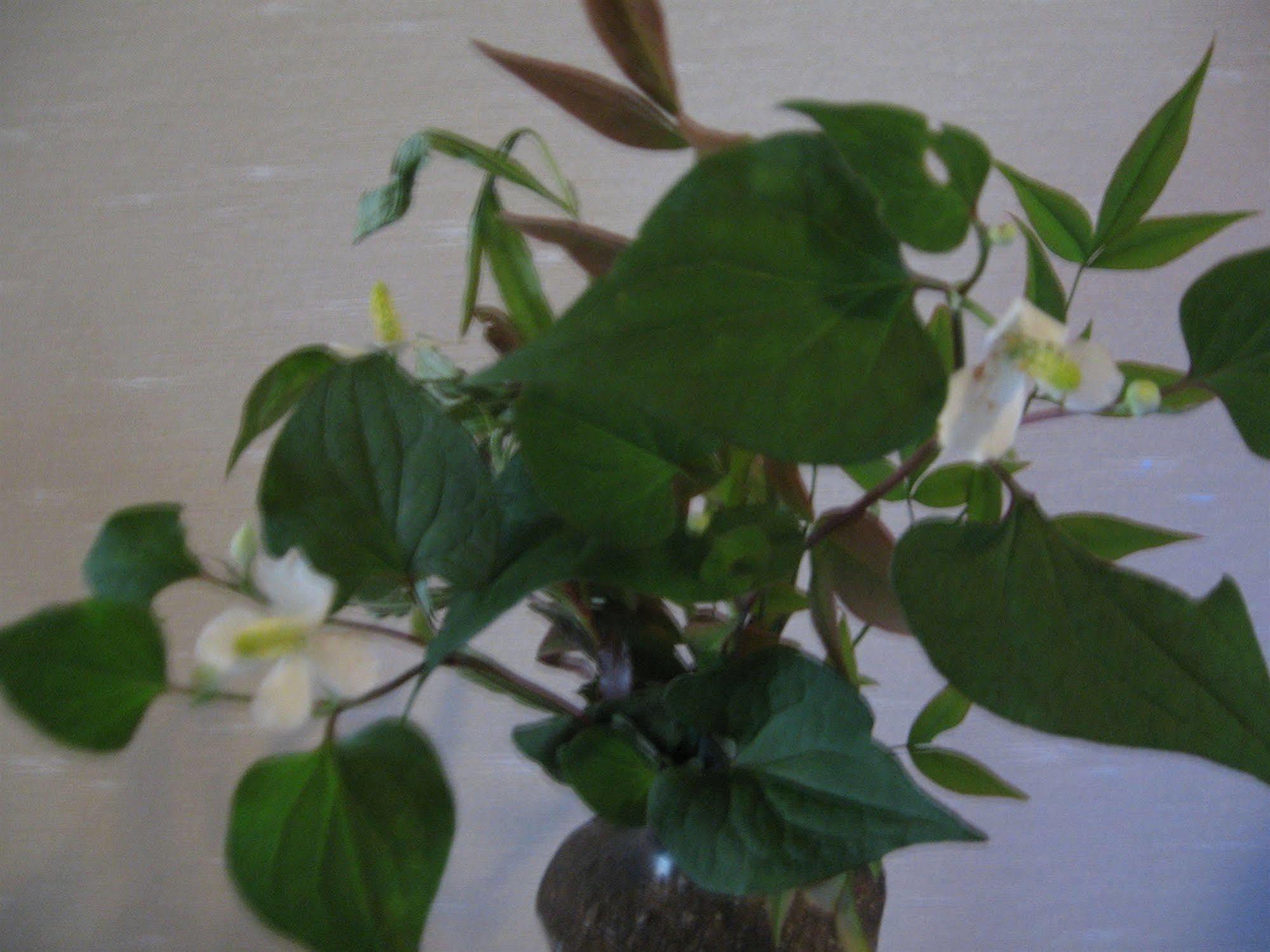 Ohto Ryokan Kyōto Esterno foto